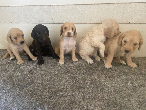 Cokapoo puppies