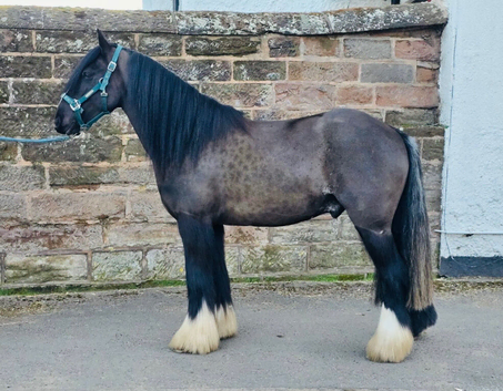 George rising 4 still growing 13.3/14hh