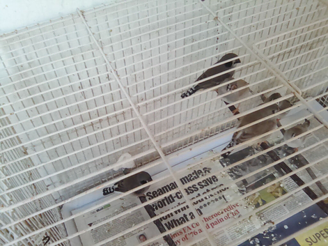 Bengalese and zebra finches