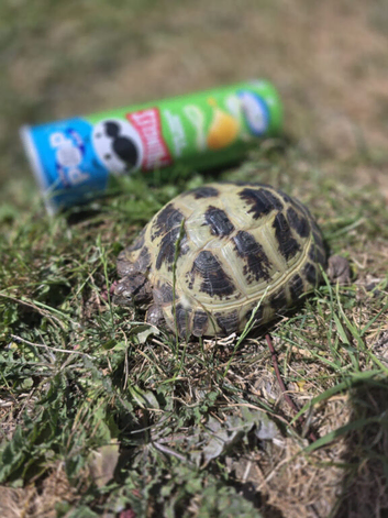 Russian tortoise with enclosure and accessories needs rehoming asap
