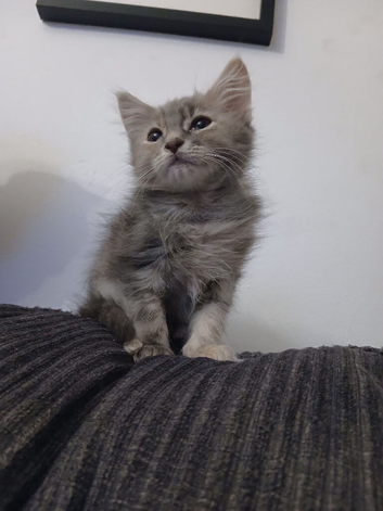 Maincoon cross girl