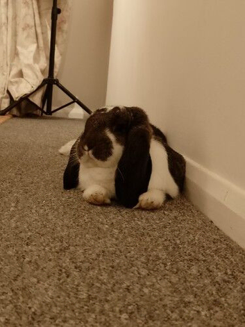 French Lop buck 14 months