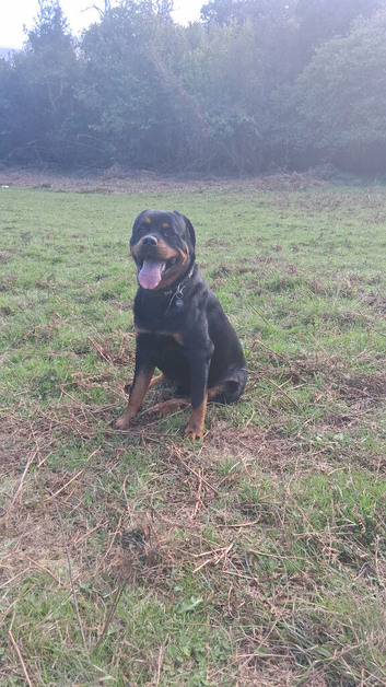 Rockrailer dog 18 moth old