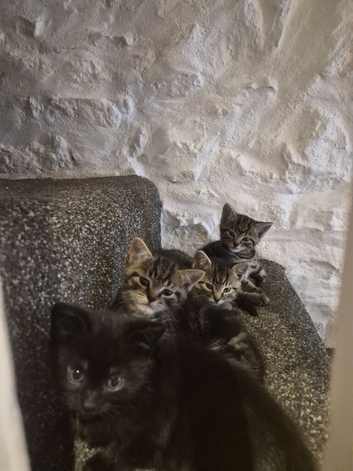 5 kittens for sale