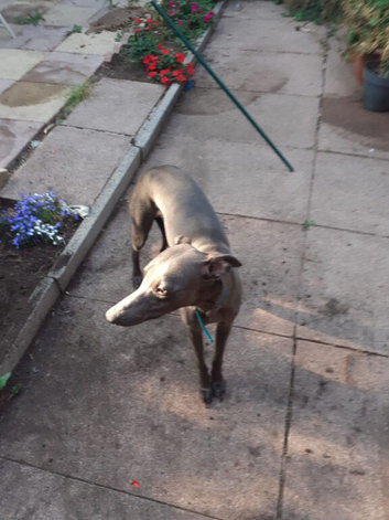 for sale blue whippet eleven month old dog 5 generation pedigree excellent pedigree top working bloodlines fully innoculated micro chipped will make a