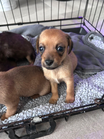 chi-weenie pups chihuahua/ dachshund