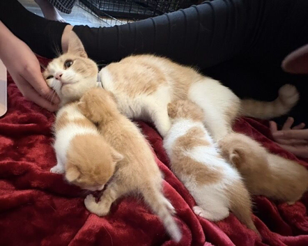 Male kitten for sale Somerset