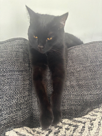 Selling my British short hair black cat