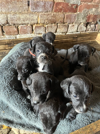 Vizla x lurcher pups