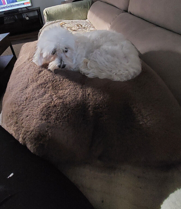 2yr old Maltese girl