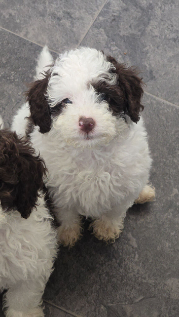 Beautiful F1BB rare curly cockapoo's