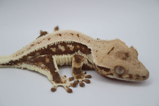 Various Crested Geckos