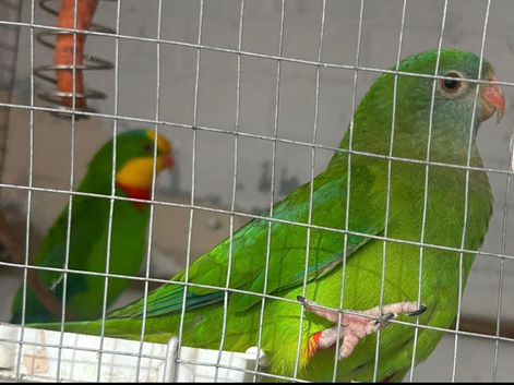 Pair of barrabands