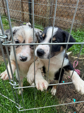 7 beautiful border collie puppies