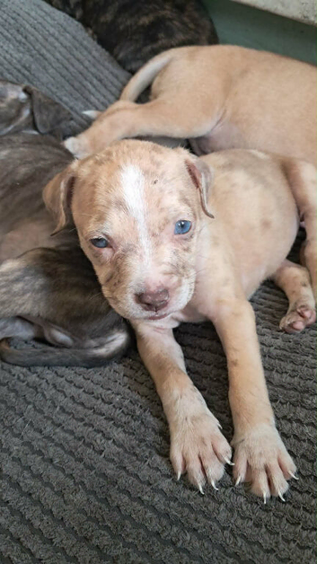 Pocket Bully cross bull mastiff