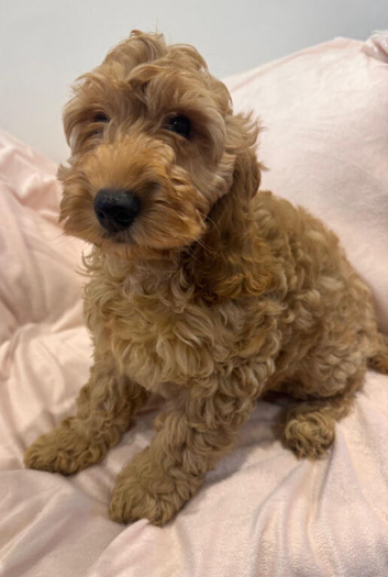 Quality Cockapoo Puppies  reds and apricots