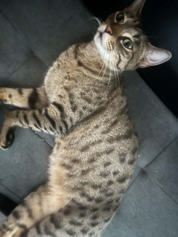 2 female cats