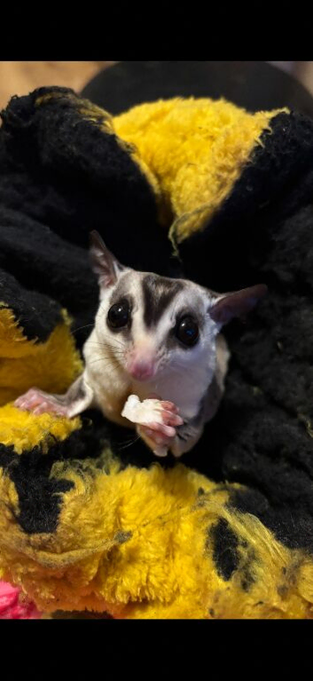 Mother and son gliders