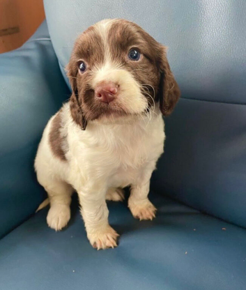 Cocker spaniel puppies