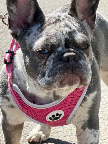 Merle French bulldog