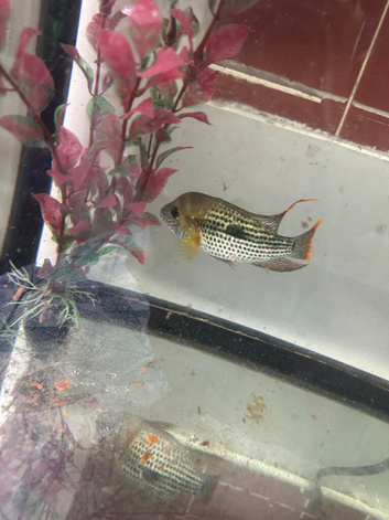 Green terror cichlid 4 to 8 months old very friendly