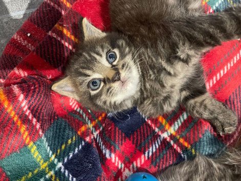 Three gorgeous kittens looking for their forever homes