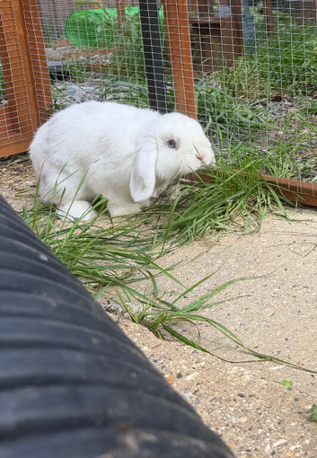 Chocolate magpie mini lop Buck