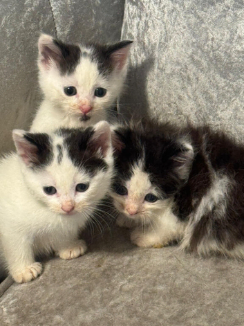 6 kittens