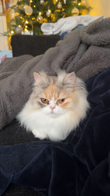 Persian cat looking for new home