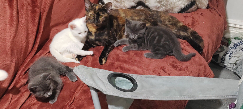 3 beautiful kittens looking for home