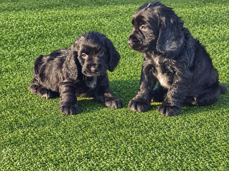 Cocker spaniel puppies