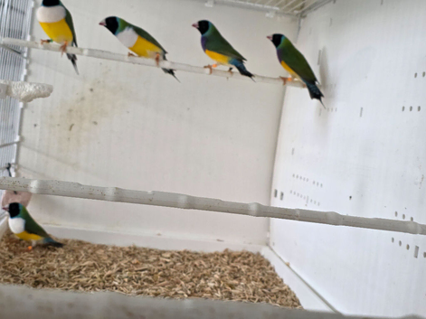 Gouldian Finch