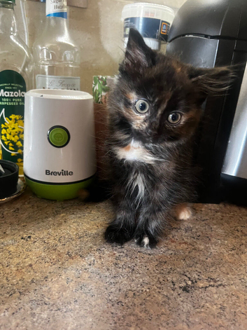 Adorable tortoiseshell kittens
