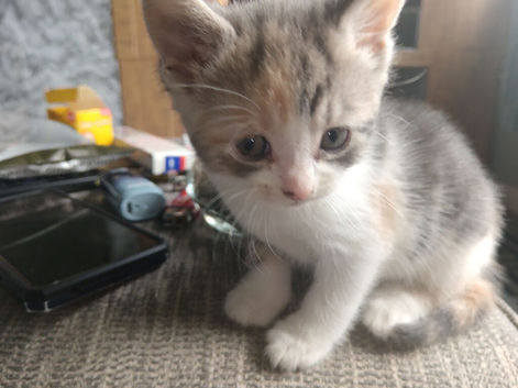 kitten for sale