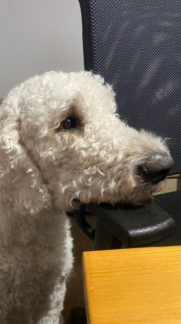 Multigenerational Goldendoodle for Stud