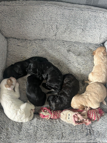 Puppies looking for their new homes