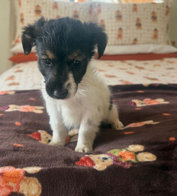 4 boy jack russel puppies ready to leave 2 boys left