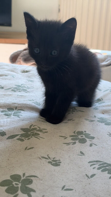 5 Beautiful kittens
