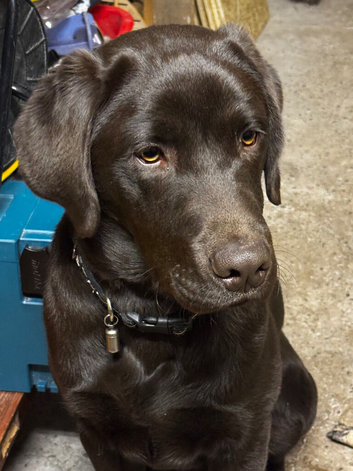Chocolate Labrador