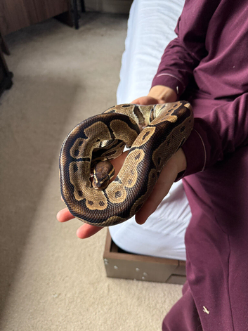 Royal python
