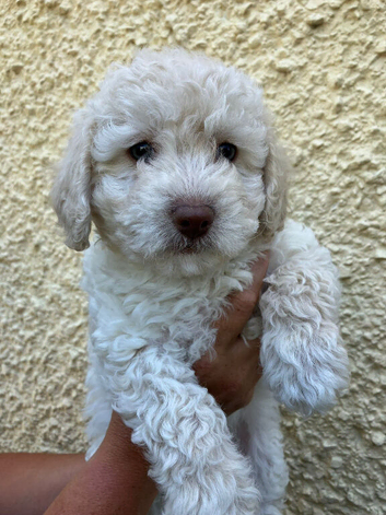 F1B cavapoo puppies