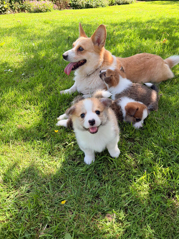 Pembrokeshire corgi puppies