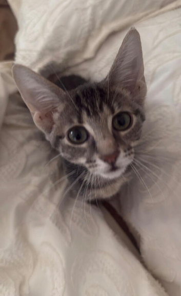 URGENT* 4-5 month estimated Tabby