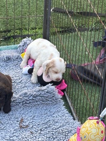 Cocker spaniel puppies from health tested parents