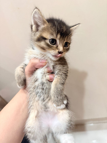 Kitten