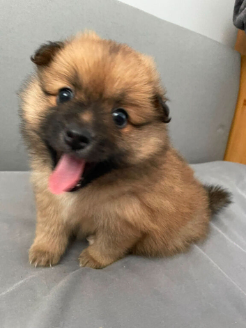Pomeranian puppies for sale