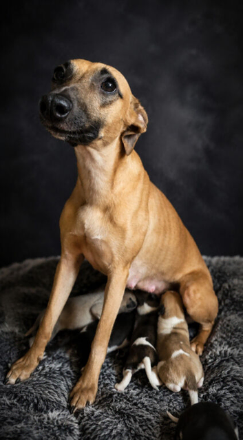 Kc reg whippet litter.