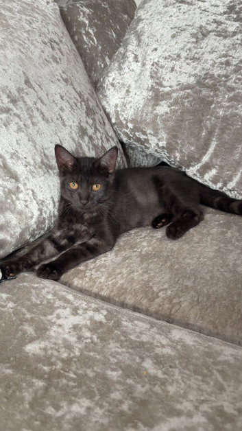 Half ragdol kitten &pound;80