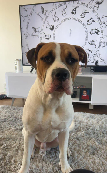 Male American bulldog age 3