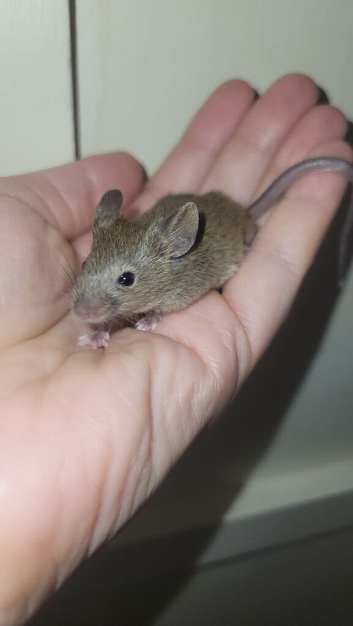 Baby male mice